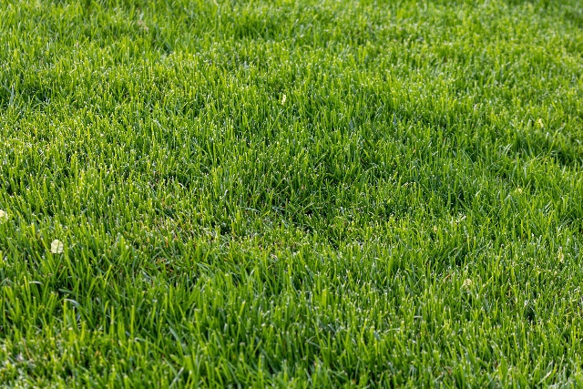 Pourquoi est-il important de fertiliser sa pelouse régulièrement?
