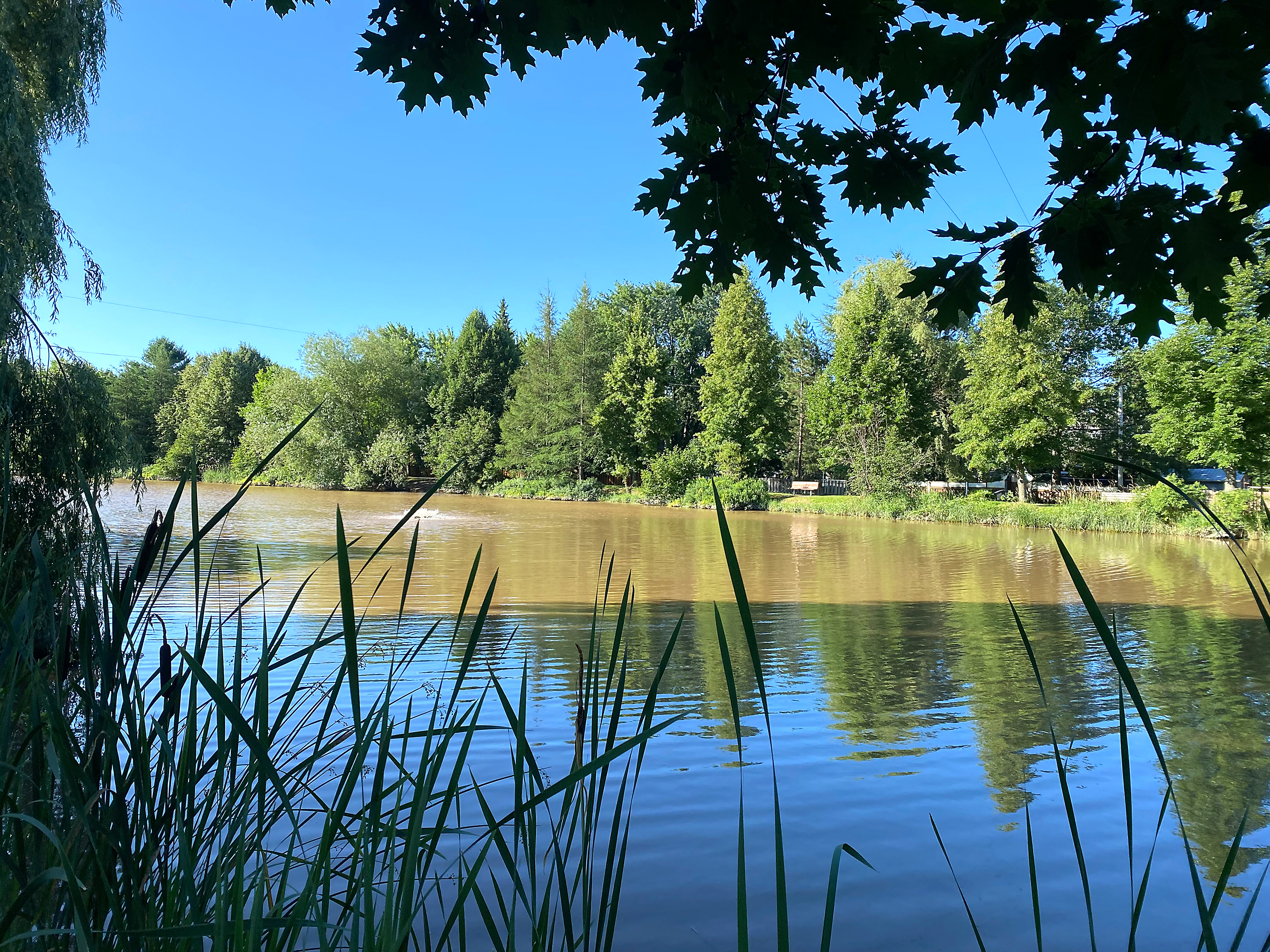 Un projet de plantation pour l’avenir du lac Baie d’Or