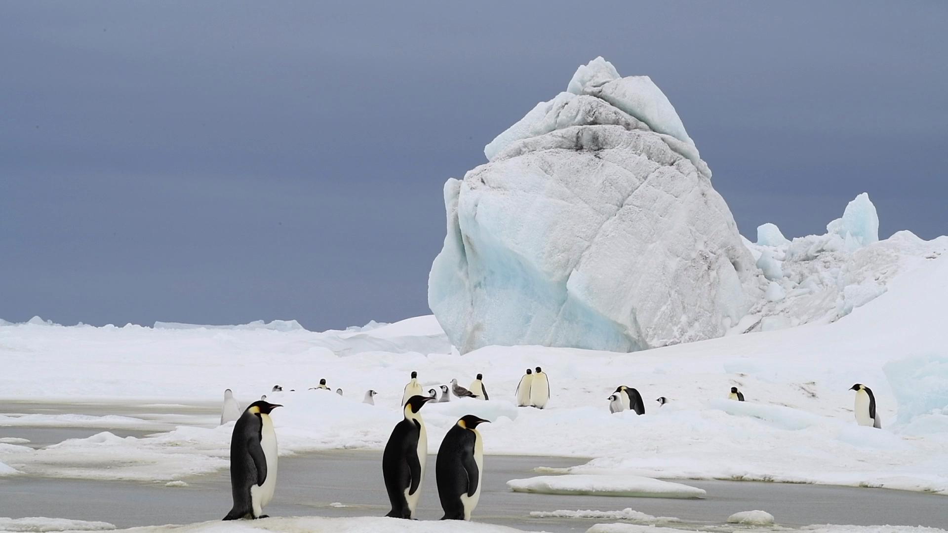 Les Aventuriers Voyageurs présentent le film Antarctique au Cinéma Lido Lévis