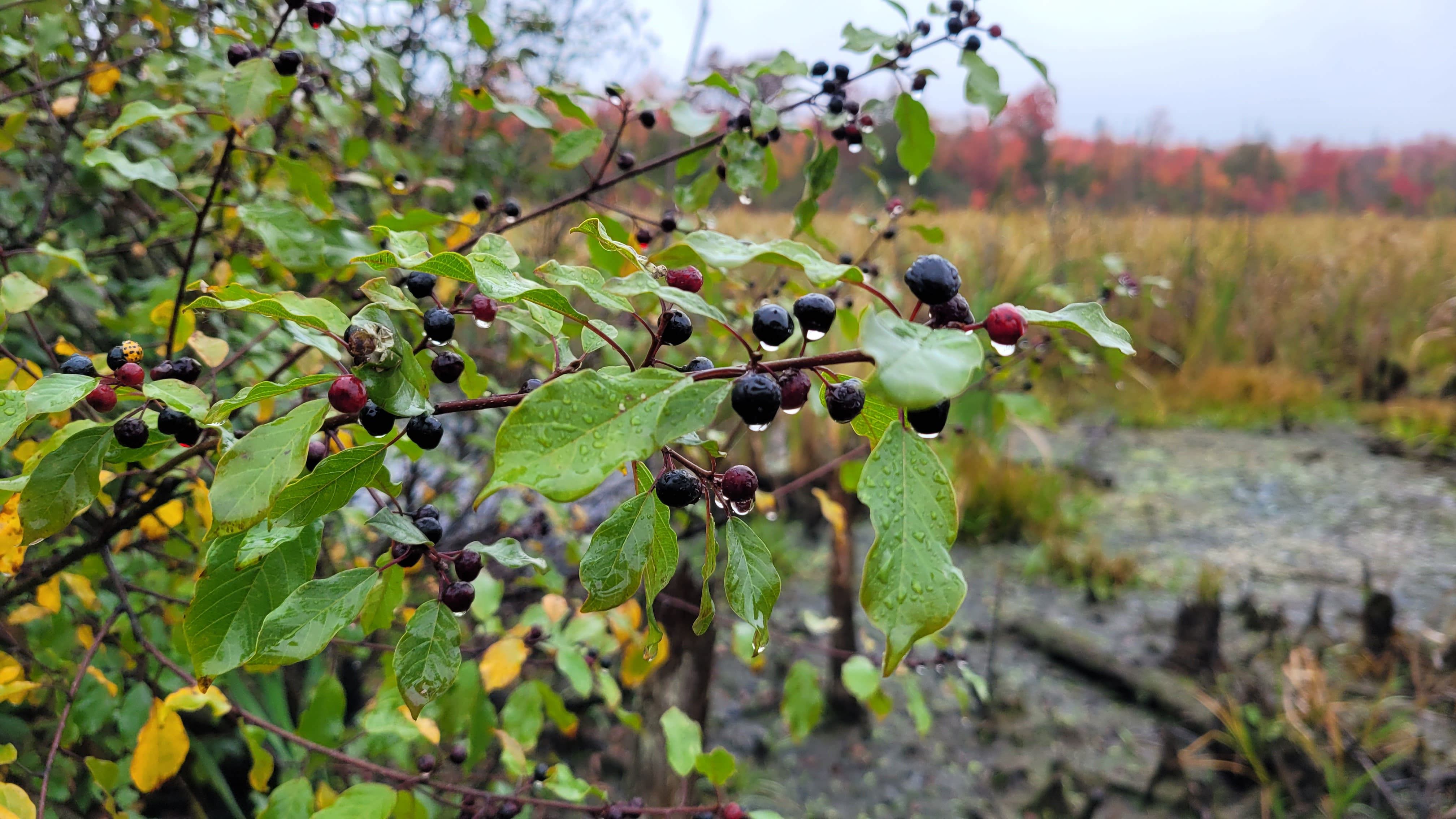 Un envahisseur bien installé dans la region