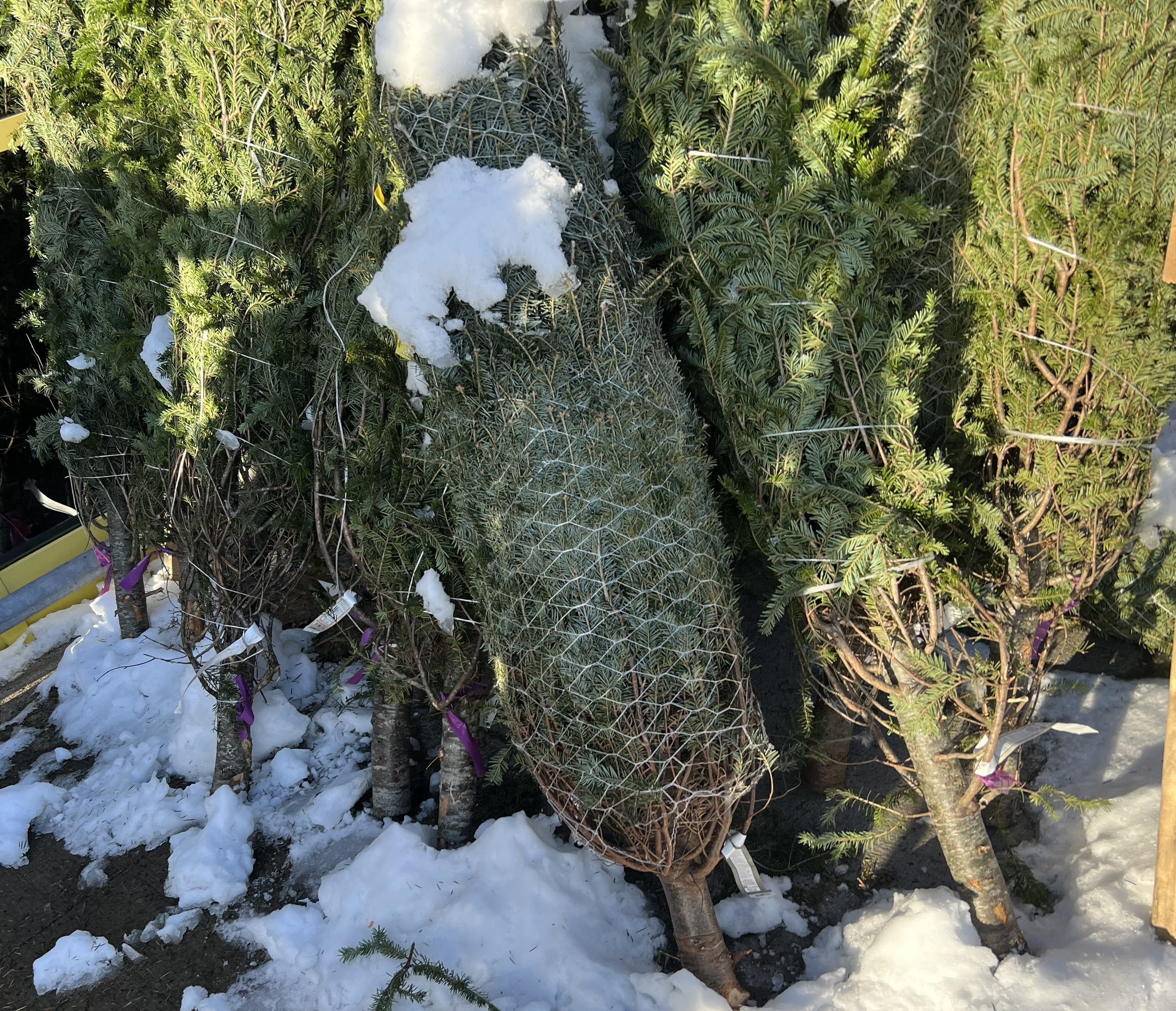 Le sapin de Noël artificiel, plus écologique que le sapin naturel?