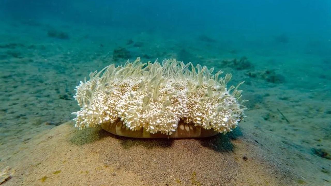 Vous dormez comme une méduse