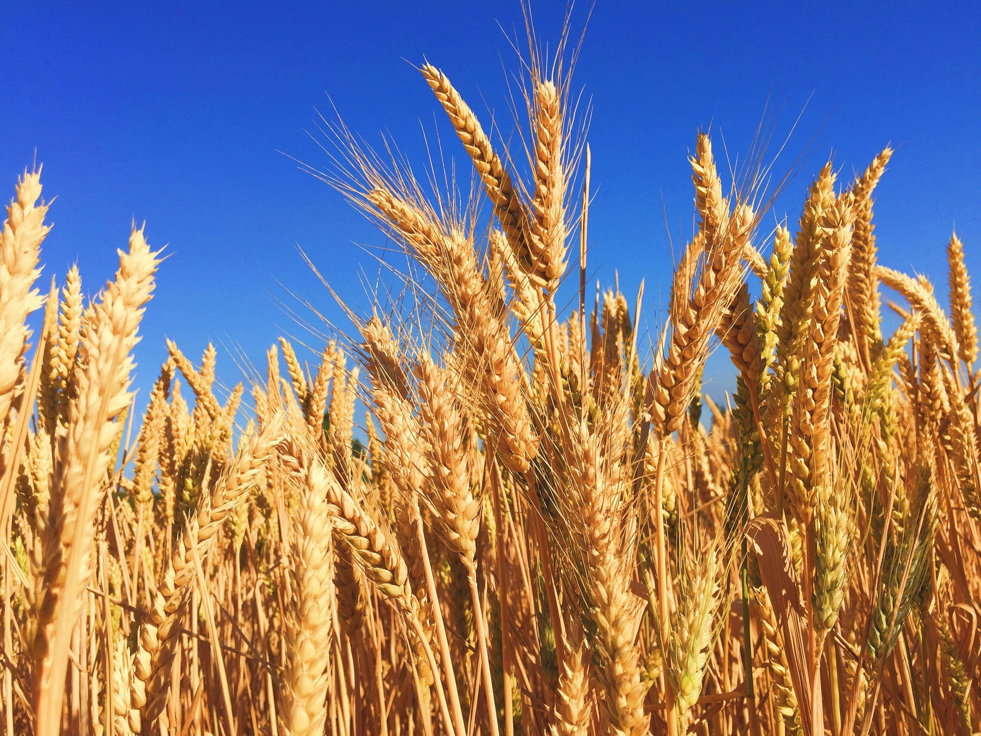 Les producteurs de grain veulent une exemption