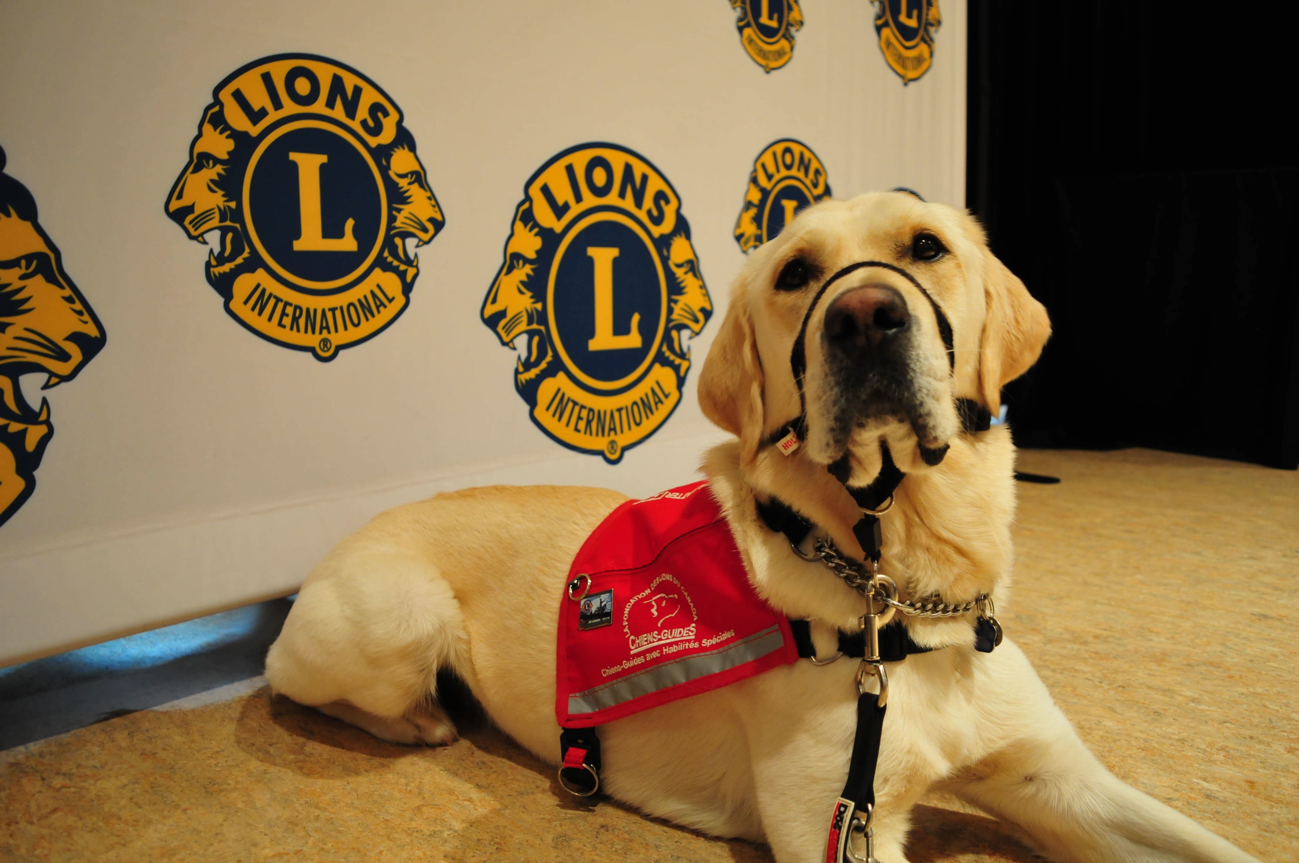 Des Lions qui ont à cœur les chiens guides