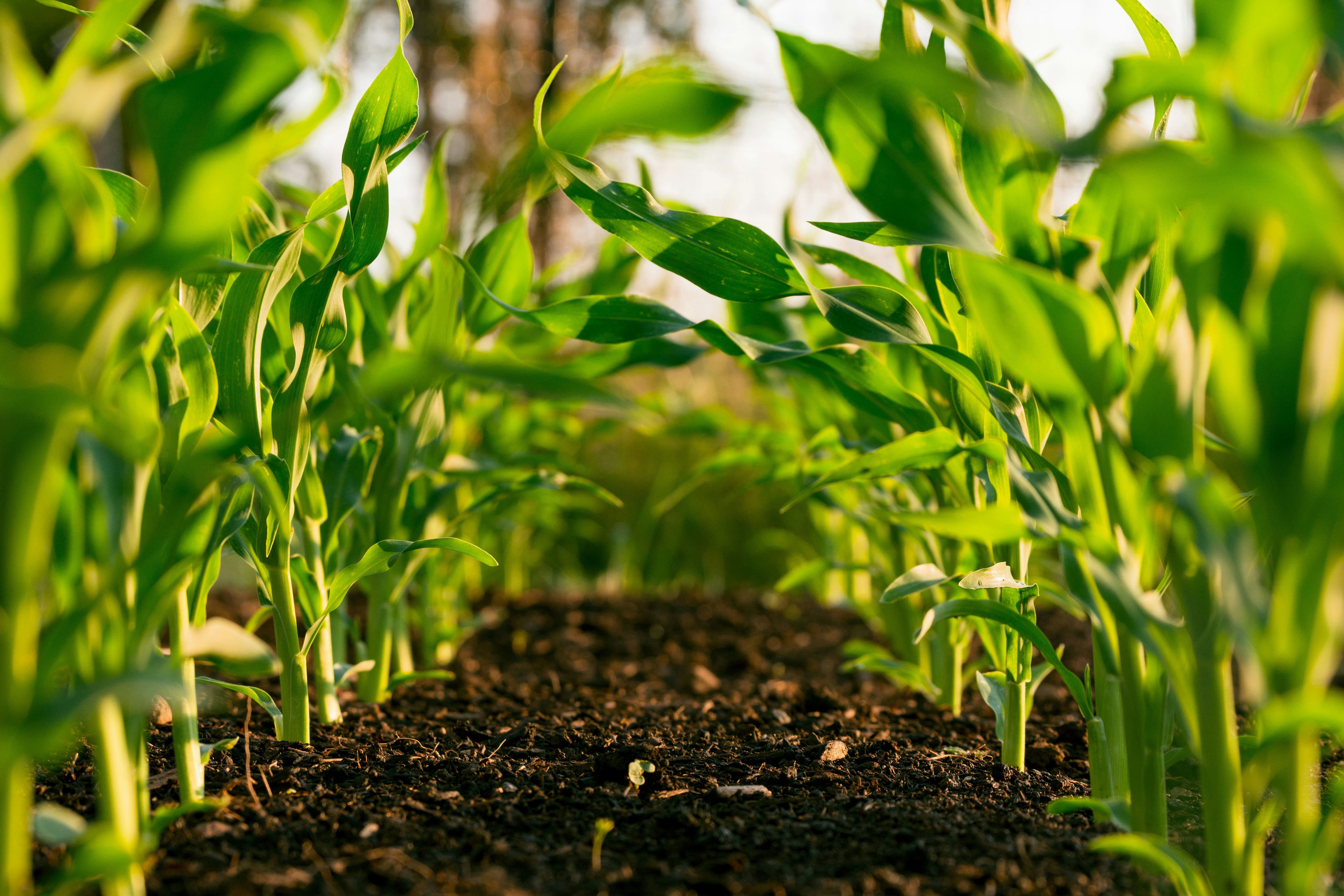 Coup de pouce pour les nouveaux agriculteurs
