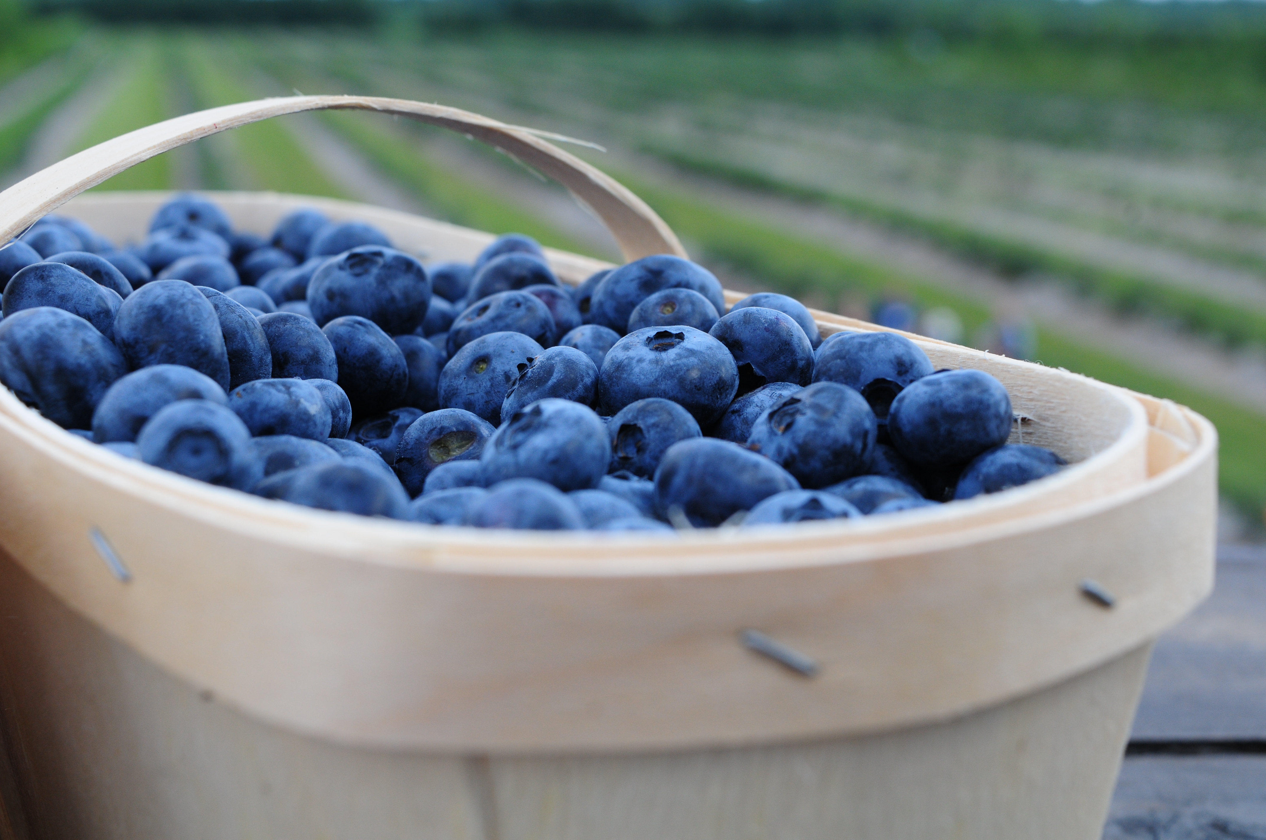La saison du bleuet en corymbe est lancée dans la région